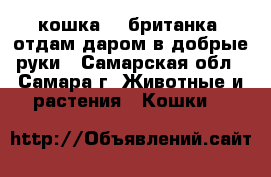 кошка  - британка, отдам даром в добрые руки - Самарская обл., Самара г. Животные и растения » Кошки   